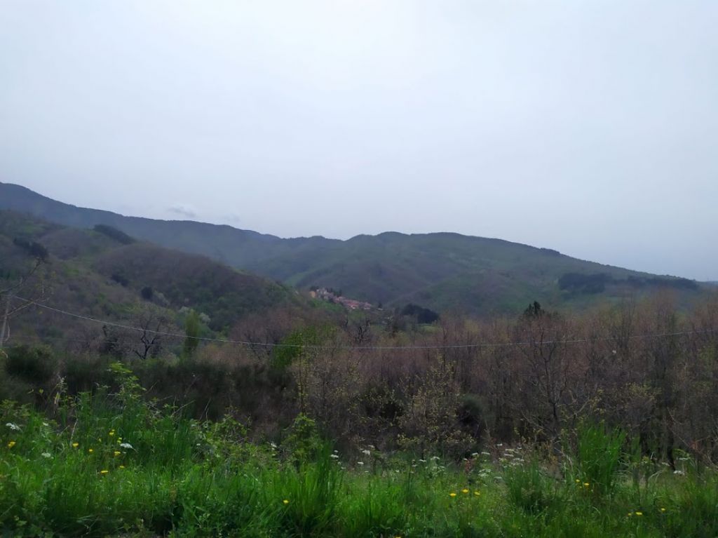 orchidee-Casentino